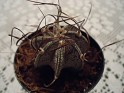 Goat's Horn Cactus Astrophytum Capricorne Mexico Green. Uploaded by Mike-Bell